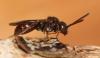 Nomada flavoguttata
